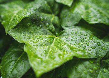 Rain falls across NYC, as snow causes slippery roads in northern suburbs. Here’s a look at how much. – CBS News