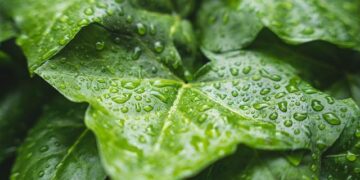 Rain falls across NYC, as snow causes slippery roads in northern suburbs. Here’s a look at how much. – CBS News