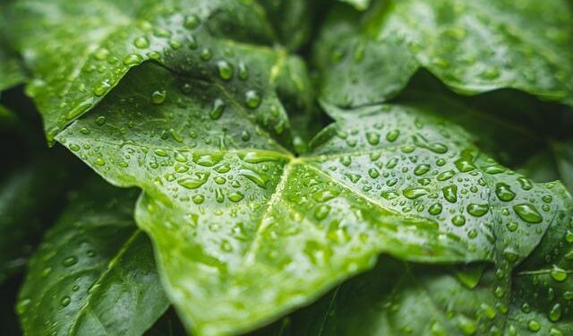 Rain falls across NYC, as snow causes slippery roads in northern suburbs. Here’s a look at how much. – CBS News