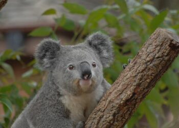 FIBA U17 Women’s Oceania Cup Official Website – fiba.basketball