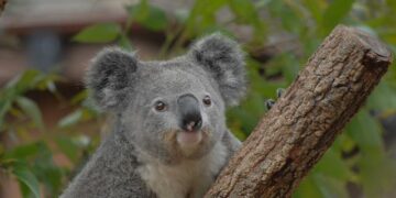 FIBA U17 Women’s Oceania Cup Official Website – fiba.basketball