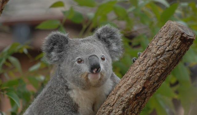 FIBA U17 Women’s Oceania Cup Official Website – fiba.basketball