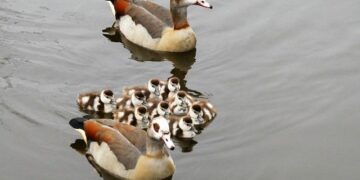 Italy to deport Egyptian imam over comments at pro-Palestine rally – Middle East Eye