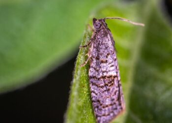 Tech Accessories, Nigerian artiste, Simi, partner to launch MOL x SYMS – The Guardian Nigeria News