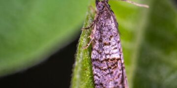 Tech Accessories, Nigerian artiste, Simi, partner to launch MOL x SYMS – The Guardian Nigeria News