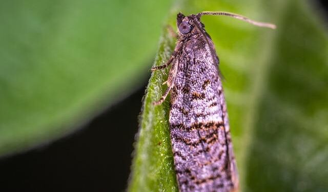 Tech Accessories, Nigerian artiste, Simi, partner to launch MOL x SYMS – The Guardian Nigeria News