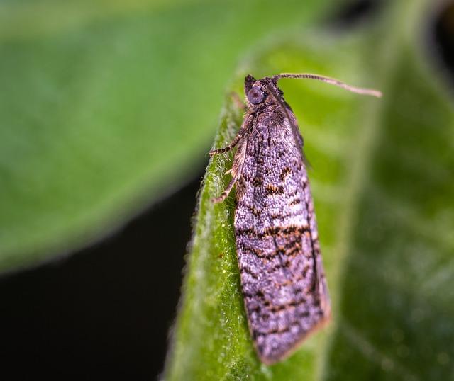 Tech Accessories, Nigerian artiste, Simi, partner to launch MOL x SYMS – The Guardian Nigeria News