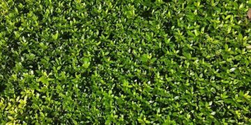 Weather Today in Minato-ku, Tokyo Prefecture 107-0052, Japan – The Weather Channel