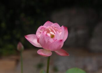 Live: Unveiling the tranquility of Baotu Spring in Jinan, Shandong – news.cgtn.com