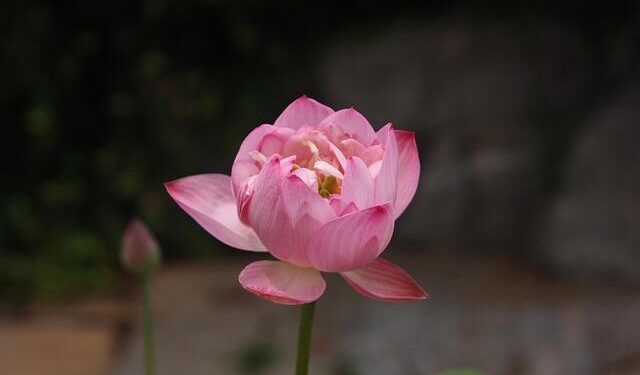 Live: Unveiling the tranquility of Baotu Spring in Jinan, Shandong – news.cgtn.com