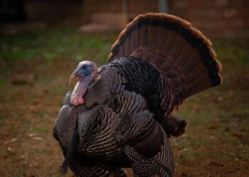 US: Tom Barrack says ‘benevolent monarchies’ work best in Middle East – Middle East Eye