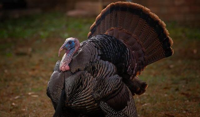 US: Tom Barrack says ‘benevolent monarchies’ work best in Middle East – Middle East Eye