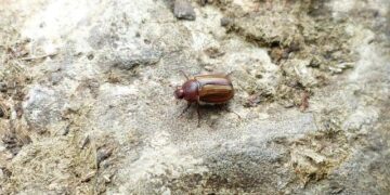 Nicole Thomas promoted to Managing Director of Virgin Music Group South Africa – Music Business Worldwide