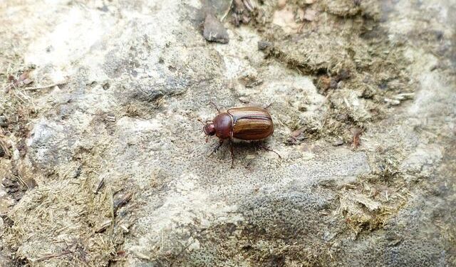 Nicole Thomas promoted to Managing Director of Virgin Music Group South Africa – Music Business Worldwide