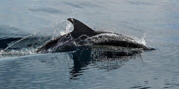 Who’s performing the national anthems before Dolphins vs Commanders in Madrid, Spain today? – Bolavip