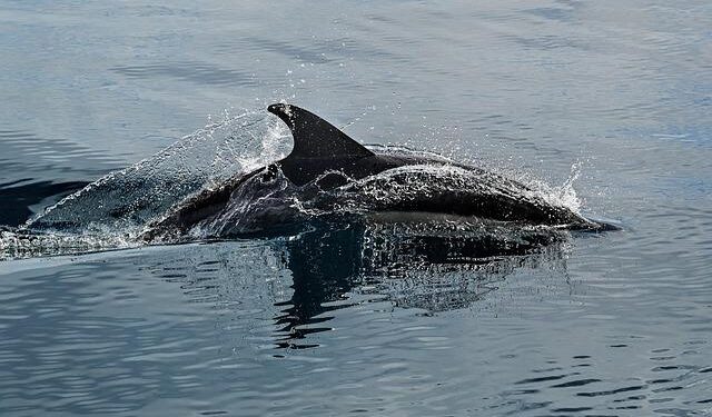 Who’s performing the national anthems before Dolphins vs Commanders in Madrid, Spain today? – Bolavip