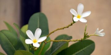 Hyatt Centric The Ring Chengdu Joins Hyatt’s Portfolio, Blending Modern Design, Cultural Heritage and Luxury Amenities in Chengdu’s Panchenggang District – Travel And Tour World