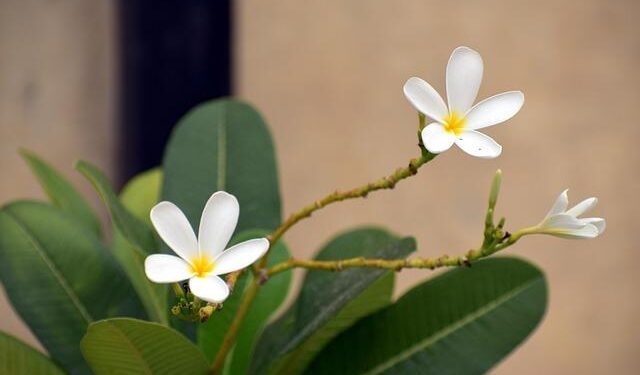 Hyatt Centric The Ring Chengdu Joins Hyatt’s Portfolio, Blending Modern Design, Cultural Heritage and Luxury Amenities in Chengdu’s Panchenggang District – Travel And Tour World