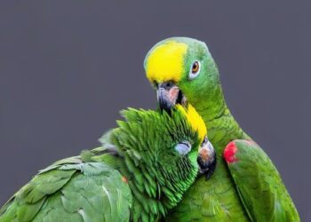 Xylem and Amazon Partner on Smart Water Upgrades to Save More Than 1.3 Billion Liters Annually in Mexico – Business Wire