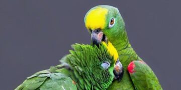 Xylem and Amazon Partner on Smart Water Upgrades to Save More Than 1.3 Billion Liters Annually in Mexico – Business Wire