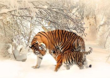 How to Watch Tigres vs. Toluca on TV, Live Stream: Liga MX Apertura 2025 Final – Sports Illustrated