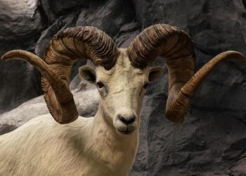 Rams announce 2026 game in Melbourne, Australia! – Rams