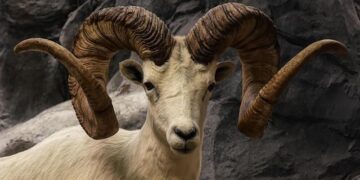 Rams announce 2026 game in Melbourne, Australia! – Rams