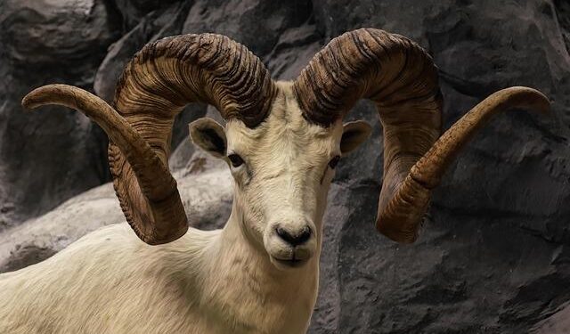 Rams announce 2026 game in Melbourne, Australia! – Rams