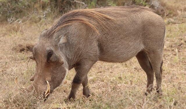 Rescue Tale of Two Baby Warthogs Named Cow and Chicken – Good Things Guy