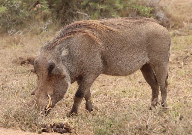 Rescue Tale of Two Baby Warthogs Named Cow and Chicken – Good Things Guy