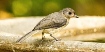 Alice Phoebe Lou Live In Cape Town: A Holy Moment As The Singer Returns Home – Texx and the City