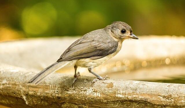 Alice Phoebe Lou Live In Cape Town: A Holy Moment As The Singer Returns Home – Texx and the City