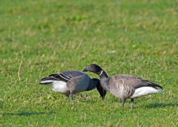 Brent shooting: Man, 55, shot dead in London – Sky News