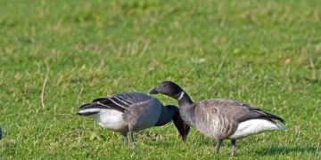 Brent shooting: Man, 55, shot dead in London – Sky News