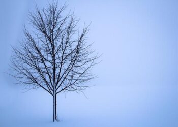 Christmas week to be chilly and damp in New York and New Jersey – PIX11