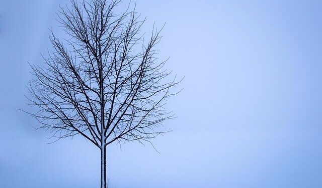 Christmas week to be chilly and damp in New York and New Jersey – PIX11