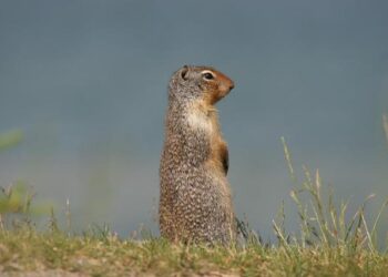 Jhye Richardson closing in on return to Australia’s Test squad – ESPNcricinfo