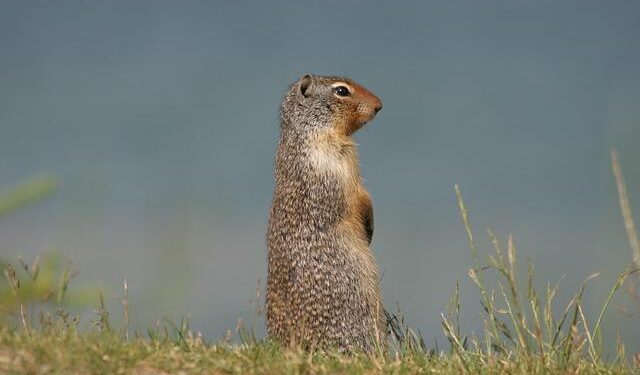 Jhye Richardson closing in on return to Australia’s Test squad – ESPNcricinfo