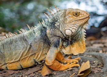 In ‘free’ Khartoum, the ruined streets smell of perfume and music plays – NPR