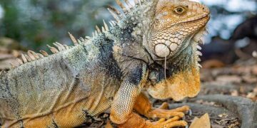 In ‘free’ Khartoum, the ruined streets smell of perfume and music plays – NPR