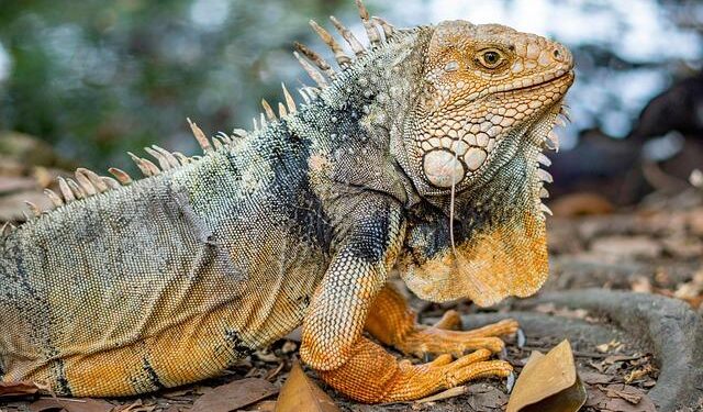 In ‘free’ Khartoum, the ruined streets smell of perfume and music plays – NPR