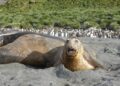 Elephant seal in Cape Town finds its way into suburbia, stops traffic – CNN