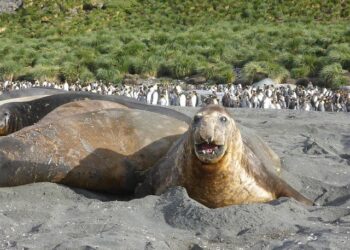 Elephant seal in Cape Town finds its way into suburbia, stops traffic – CNN