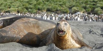 Elephant seal in Cape Town finds its way into suburbia, stops traffic – CNN