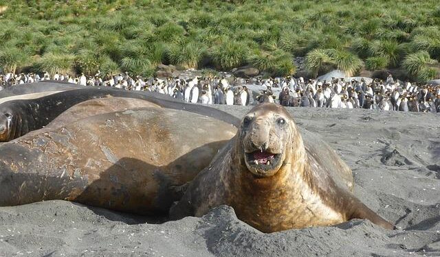 Elephant seal in Cape Town finds its way into suburbia, stops traffic – CNN