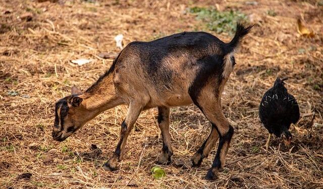 Kinshasa residents call for action as flood death toll climbs – Al Jazeera