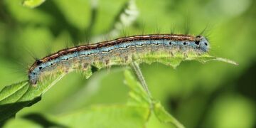 Caterpillar in Singapore – Caterpillar Inc