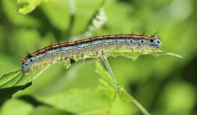 Caterpillar in Singapore – Caterpillar Inc