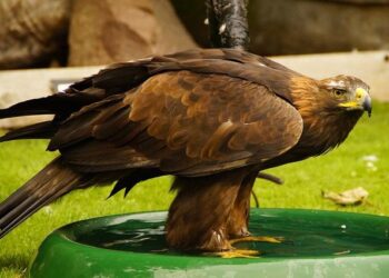 Soak Up the Decadent Footbath Culture of China’s ‘Foot Capital’ – The World of Chinese