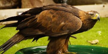 Soak Up the Decadent Footbath Culture of China’s ‘Foot Capital’ – The World of Chinese